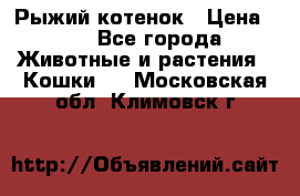 Рыжий котенок › Цена ­ 1 - Все города Животные и растения » Кошки   . Московская обл.,Климовск г.